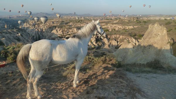 Cappadocia Horse Riding